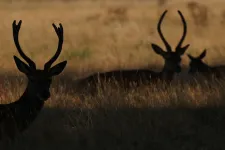 Elhasznált malátával táplálják az aszálytól szenvedő vadakat az angol sörfőzők