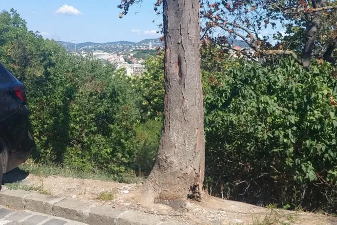A lepényfa elkorhadt törzse, a koronája a lekaszabolt díszcseresznyék mögött látható a sétányon – Fotó: Budavári Önkormányzat