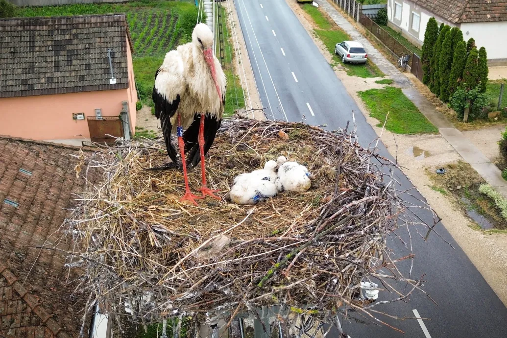 A klímaváltozás összezavarta a költöző madarak vonulási idejét