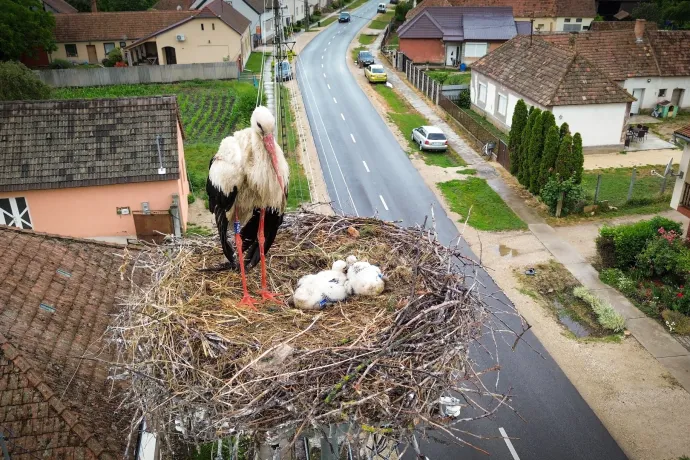 A klímaváltozás összezavarta a költöző madarak vonulási idejét