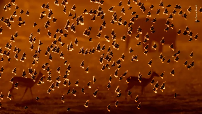 Fotó: Máté Bence / Wildlife Photographer of the Year
