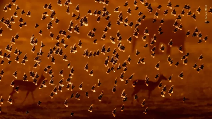 Photo: Bence Máté / Wildlife Photographer of the Year