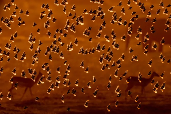 Hungarian photographer's image in the running for this year's Oscar of wildlife photography