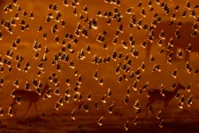 Hungarian photographer's image in the running for this year's Oscar of wildlife photography