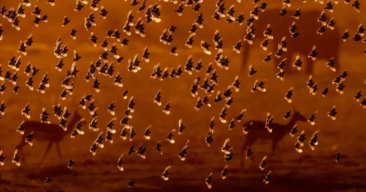 Hungarian photographer's image in the running for this year's Oscar of wildlife photography