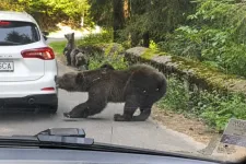 Levideózták, ahogy autónak ugrik egy medve a Transzfogarason, és letépi a lökhárítóját