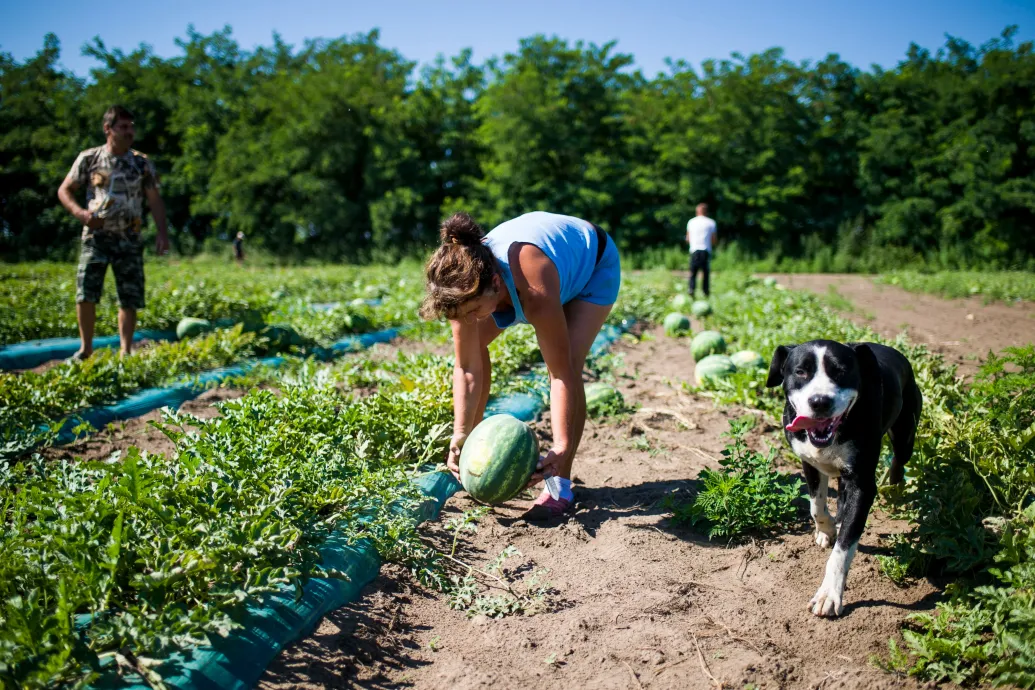 Közel 30 ezren léptek be a munkaerőpiacra júliusban, de emelkedett a munkanélküliség is