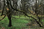 Hatalmas öngólt lövünk, ha nem használjuk ki jól a tűzifában rejlő lehetőségeket