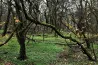 Hatalmas öngólt lövünk, ha nem használjuk ki jól a tűzifában rejlő lehetőségeket