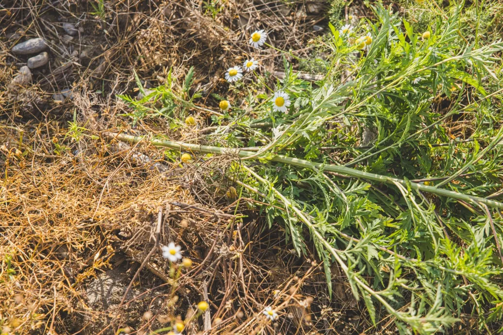 Nem sokan örülhetnek az aszálynak, de a pollenallergiások eléggé
