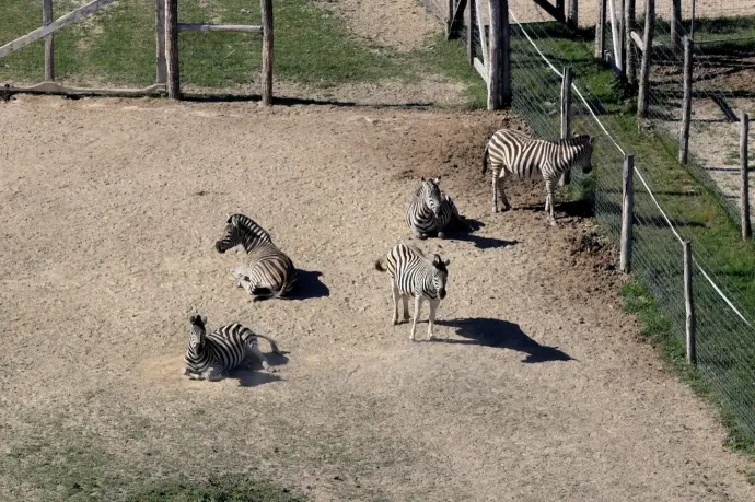 Kiderült, miért pusztult el a negyedik zebra Hatvanpusztán