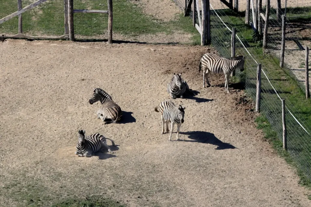 Kiderült, miért pusztult el a negyedik zebra Hatvanpusztán