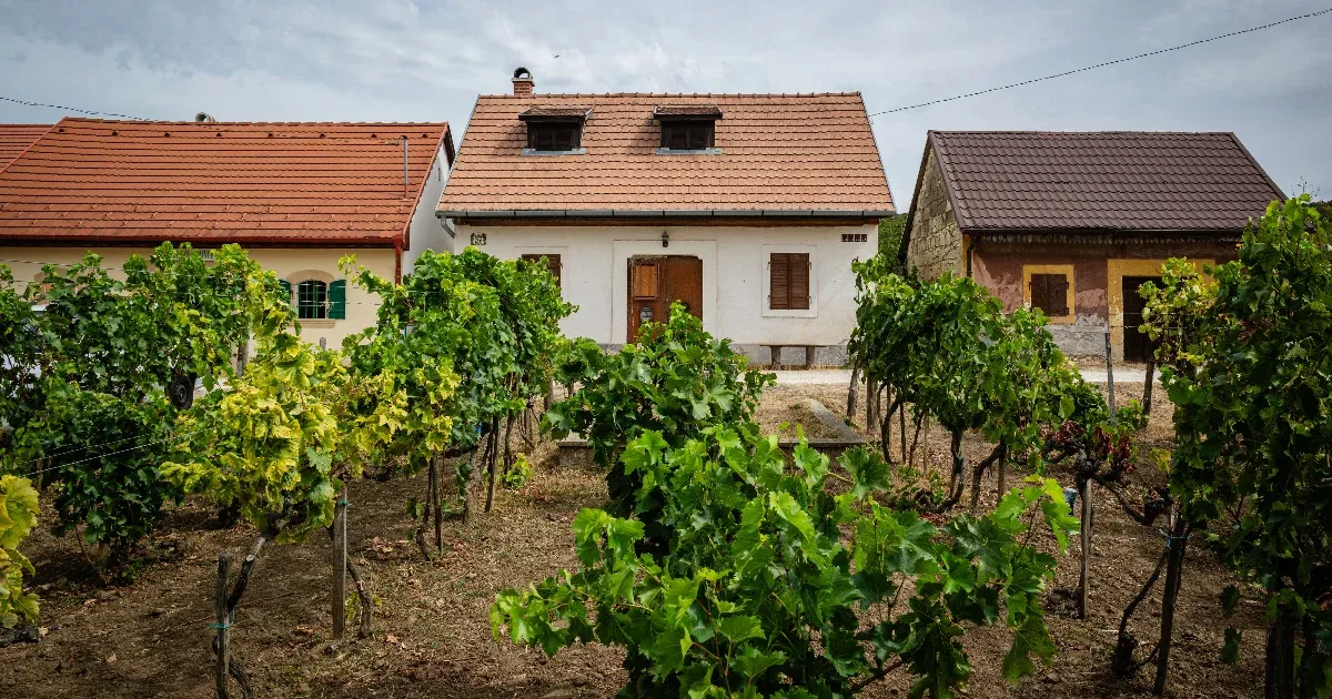 A szőlő nyugtalanító újraéledése Biatorbágyon A szőlő nyugtalanító újraéledése Biatorbágyon