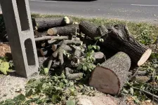 Leállította a fakivágást Siófok polgármestere, miután megtudta, hogy több egészséges egyedet is kivágtak