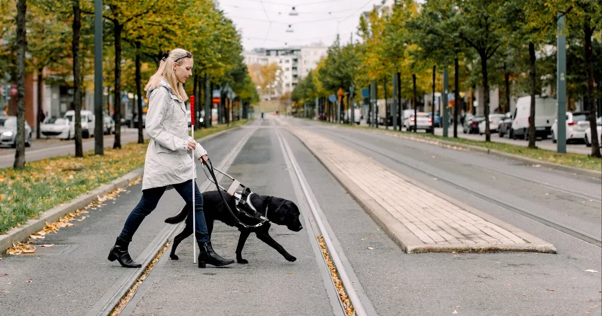 Segítő kutyák vezetése póráz nélkül – Rendeletmódosítás Magyarországon Segítő kutyák vezetése póráz nélkül – Rendeletmódosítás Magyarországon