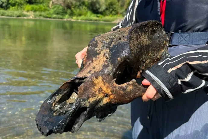 Jégkorszaki állat koponyája került elő a Tiszából az alacsony vízállás miatt