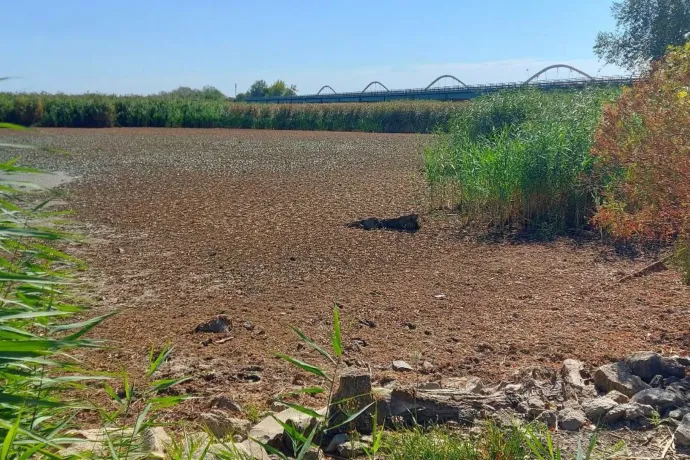 Hatalmas területek maradtak szárazon a Tisza-tó medrében