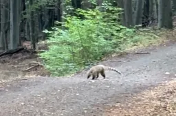 Szökött ormányos medvét keresnek a Börzsönyben