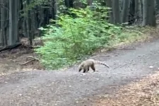 Szökött ormányos medvét keresnek a Börzsönyben