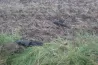 Robbanóanyaggal volt felszerelve a drón, amelyet a NATO vadászgépei lelőttek Litvánia felett
