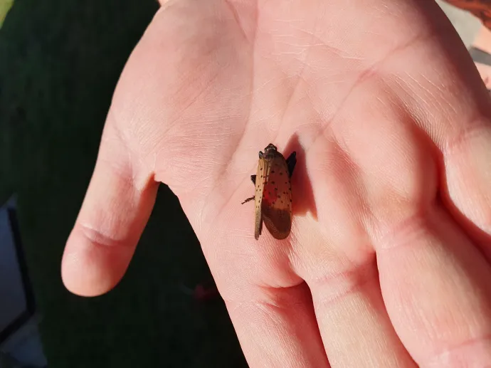Pöttyös lámpahordó-kabóca. – Fotó: Nébih