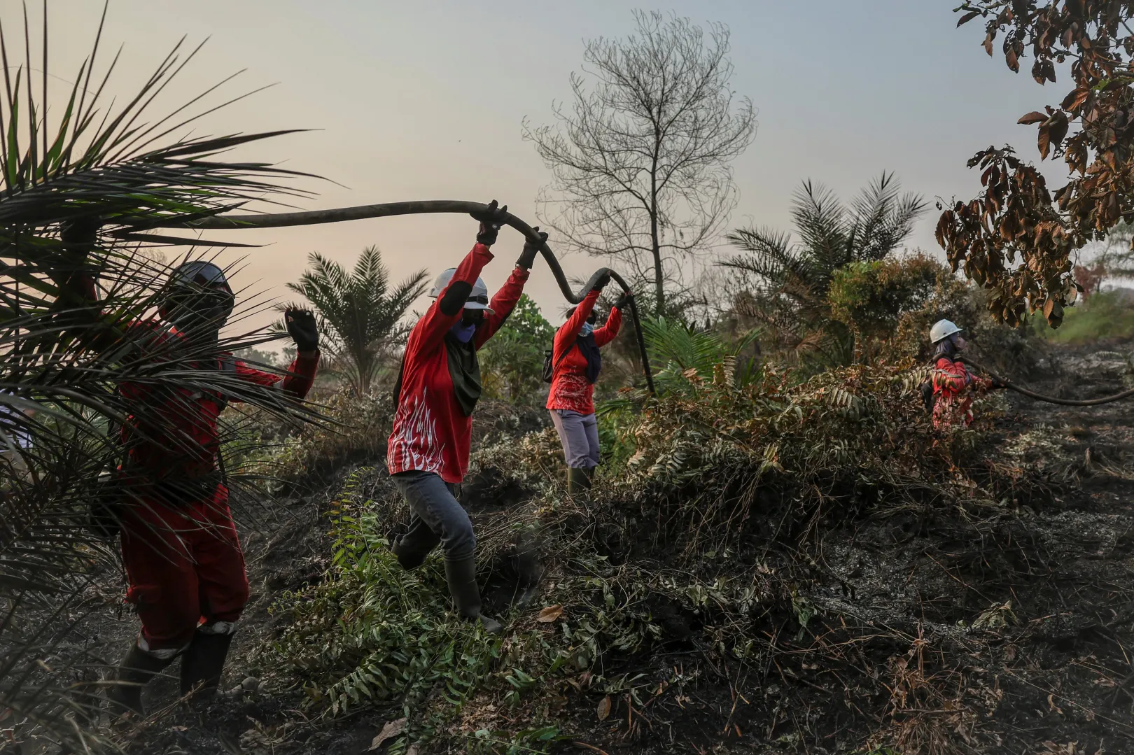 Tőzeglápon oltják a bozóttüzeket Sungai Awan Kiriben – Fotó: Willy Kurniawan / Reuters