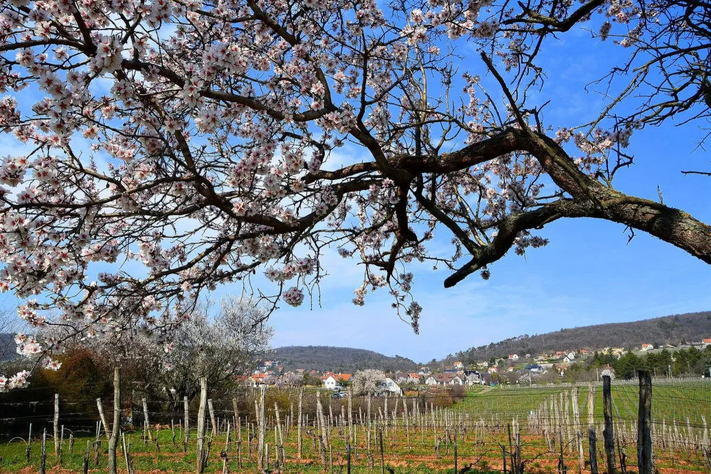 Kivágták a Natura 2000-es erdő egy részét, hogy egy csopaki villa építési törmelékeinek lerakójaként használják