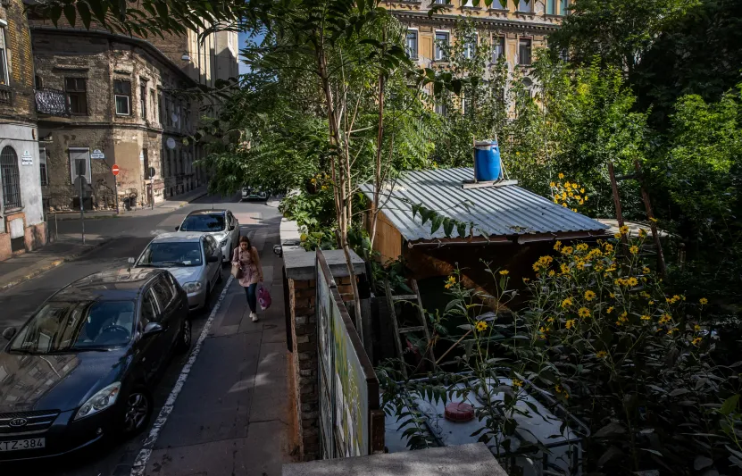 Kétszáznál is több fa nőtt magokból az egykori parkolóban, a helyére most szálloda épül