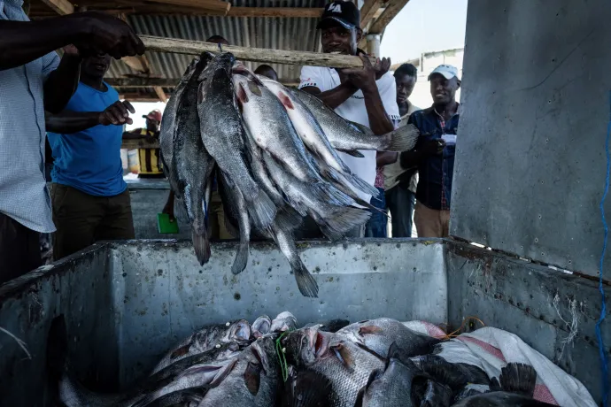 Halászok a napi nílusi sügér-fogást mérik fel a Kenya és Uganda határán fekvő Migino szigeten – Fotó: Yasuyoshi Chiba / AFP