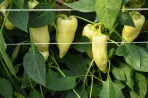 A magyar paprika- és paradicsomtermelők fejlesztettek, és kivédték a nyári hőkupolát