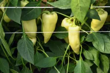 A magyar paprika- és paradicsomtermelők fejlesztettek, és kivédték a nyári hőkupolát