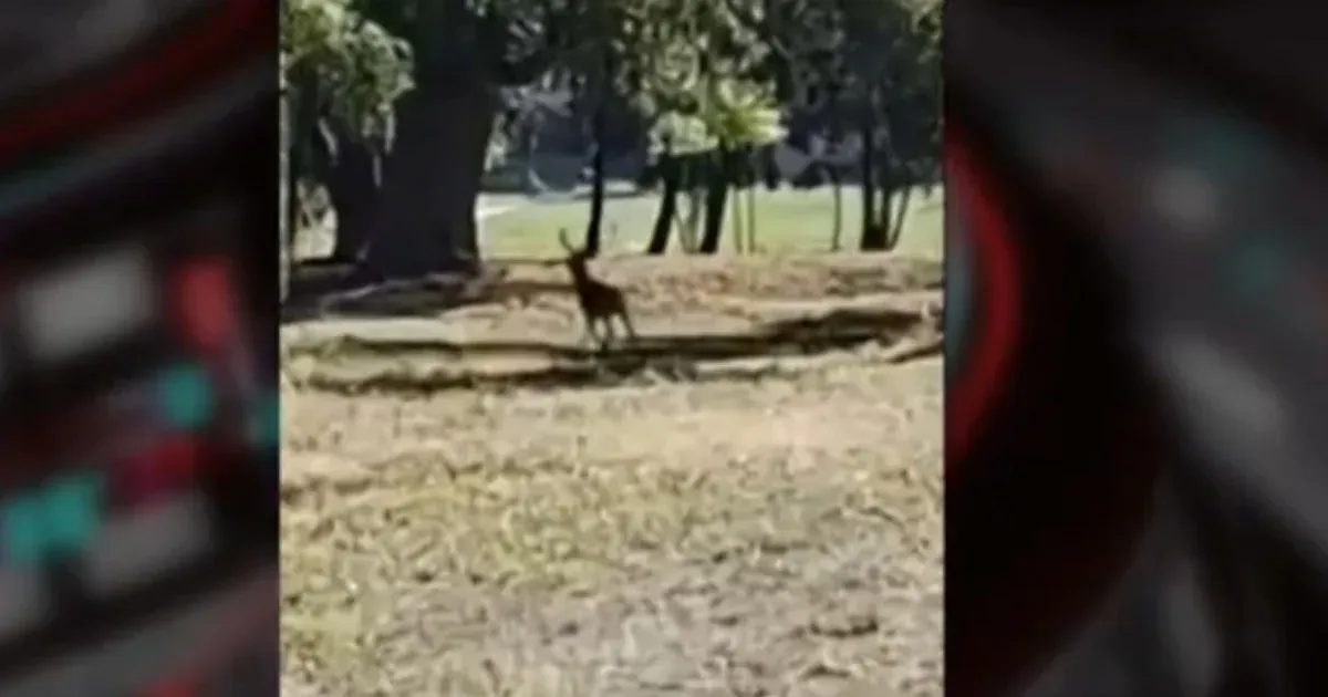 A Keszthelyi Vadászati Múzeum parkjában akarta lelőni a vadász a szarvast,...