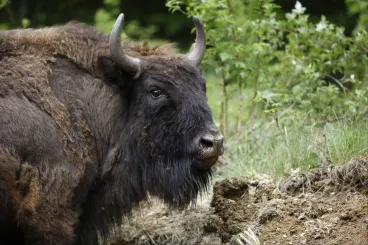 Lefejezett európai bölényt találtak Beszterce-Naszód megyében, a gyanú szerint orvvadászok végeztek vele