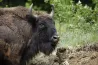 Lefejezett európai bölényt találtak Beszterce-Naszód megyében, a gyanú szerint orvvadászok végeztek vele