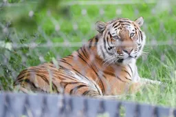 Nem altatják el a tigrist, ami megtámadta a kifutójába beugró férfit