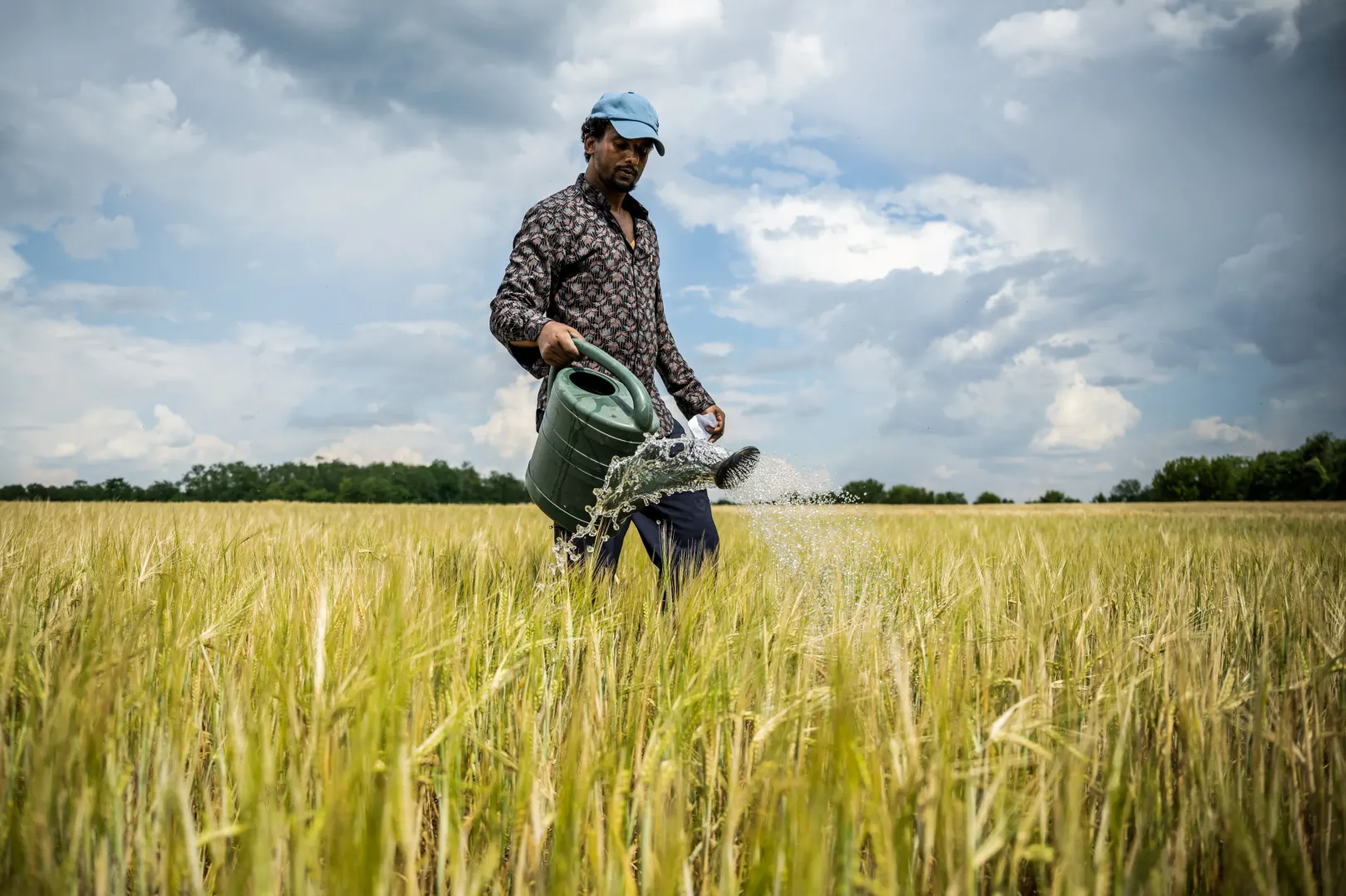 Yimer Arebu Hussen PhD-hallgató biostimulánst alkalmaz egy szárazság-stressz kísérlet részeként árpán Gödöllőn – Fotó: Mónus Márton / Reuters