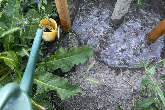 Munka előtt, munka után, a szabadnapján is locsolta a szomjazó fákat a nyári melegben egy aggódó civil