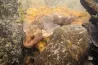 A kihalás szélén van a dinoszauruszok korából származó, kizárólag Romániában élő halfaj