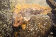 A kihalás szélén van a dinoszauruszok korából származó, kizárólag Romániában élő halfaj