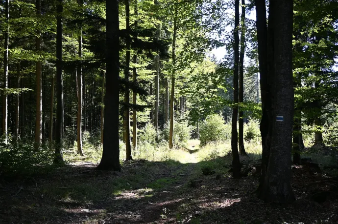 Lefelé – Fotó: Tenczer Gábor / Telex