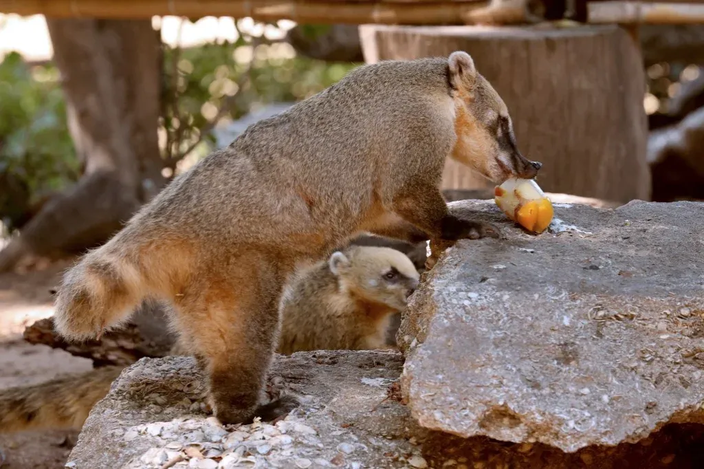 Szökött ormányos medvét és sarki rókát keres a törökmezői kisállatpark